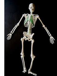 Skeleton in Your Closet
